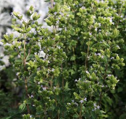 oregano-01_lebenslang_hg.jpg
