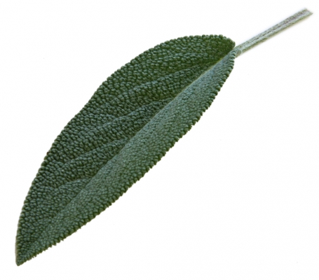 salbei_02_frei_lebenslang.jpg