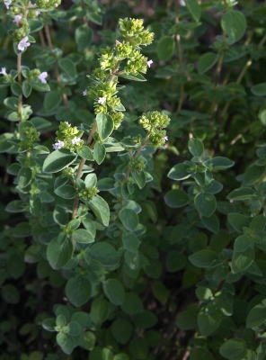 oregano-03_lebenslang_hg.jpg