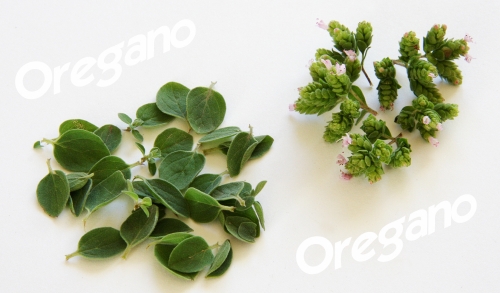 oregano-04_lebenslang_hg.jpg