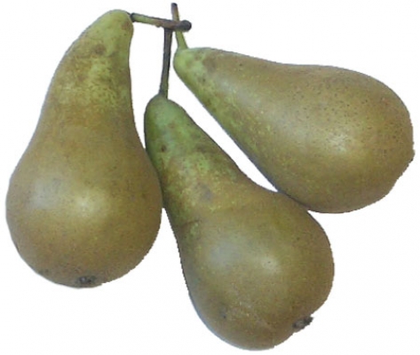 birnen_01_amapur.jpg