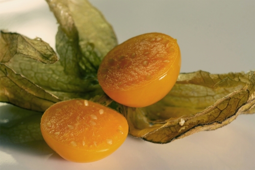 physalis-02_hg_lebenslang