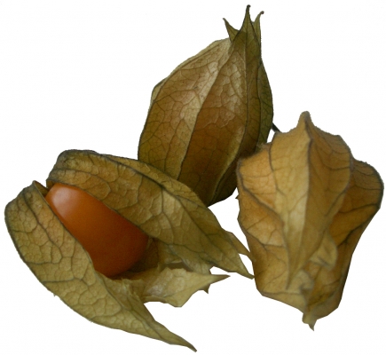 physalis_01_amapur.jpg