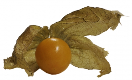 physalis_frei_lebenslang