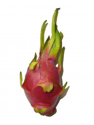 pitahaya_01_dauni