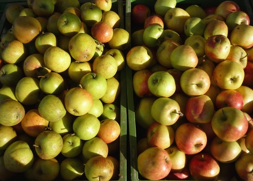 Äpfel, Erzeugermarkt