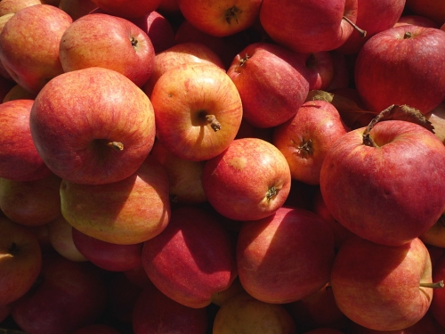 Äpfel, Erzeugermarkt - 3