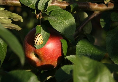 apfel_02_lebenslang