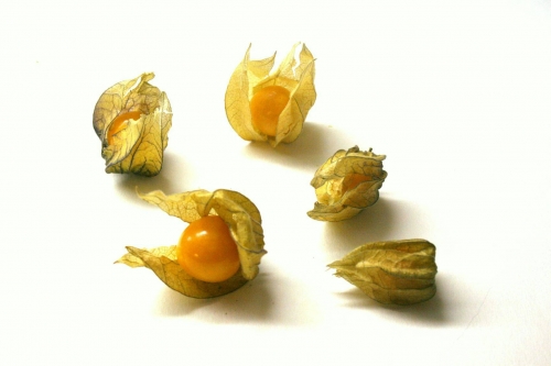 physalis_02_dauni.jpg