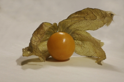 physalis_hg_lebenslang