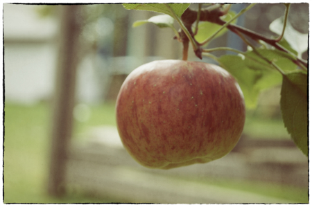 Der letzte Apfel im eigenen Garten