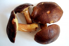 Pilze (mit HG)