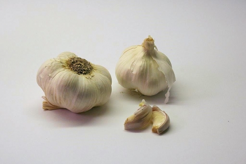 knoblauch_01_dauni.jpg