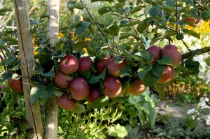 Äpfel am Ast